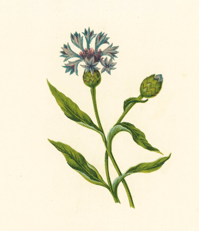 Kornblomst, Centaurea Cyanus (farvelitografi) af English School