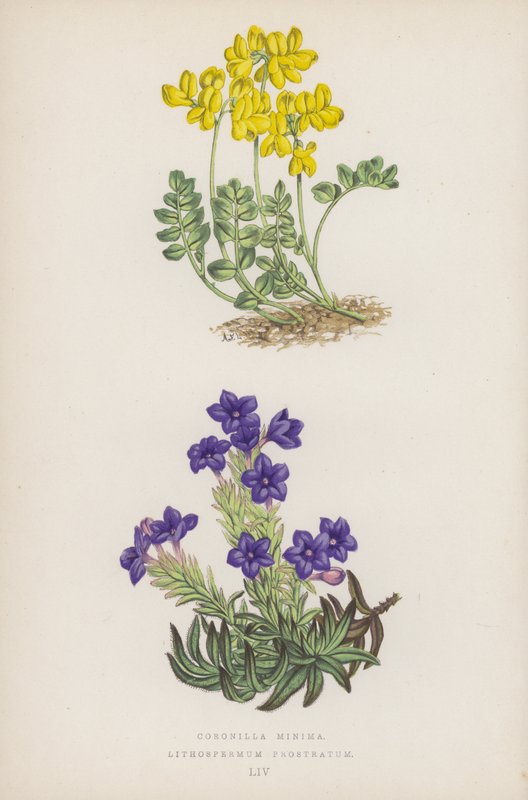 Små kroner; Lithospermum Prostratum (farve litho) af English School