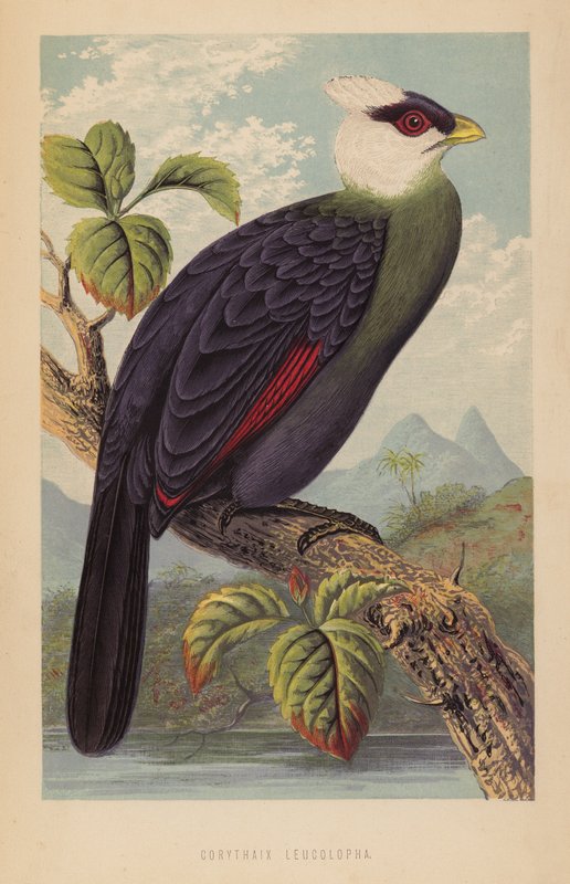 Corythaix Leucolopha (litho) af English School