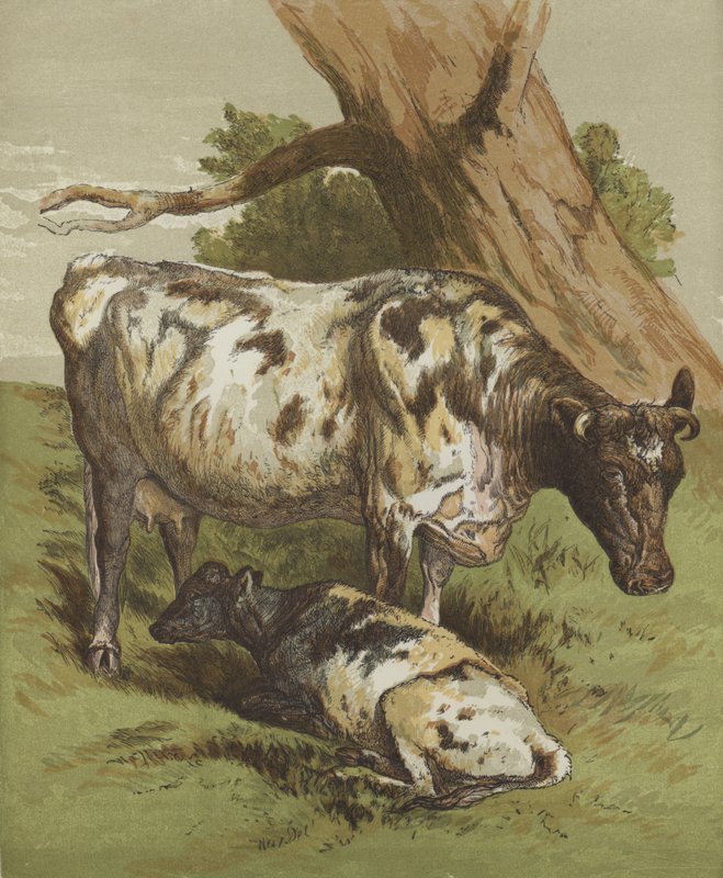 Ko og kalv (farve litho) af English School