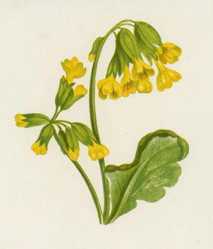 Cowslip, Spring Primrose (farve litho) af English School