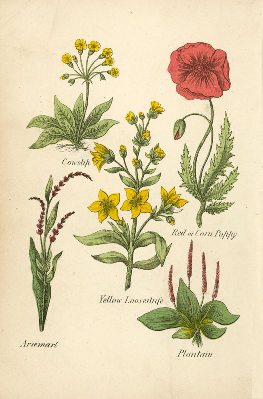 Gøgeurt, rød- eller kornvalmue, gul løvstikke, arsemart, vejbred (farvelitografi) af English School