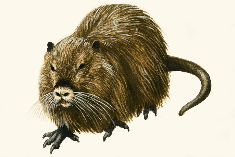 Coypu af English School
