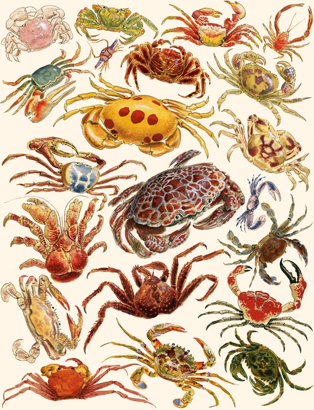 Krabber af English School
