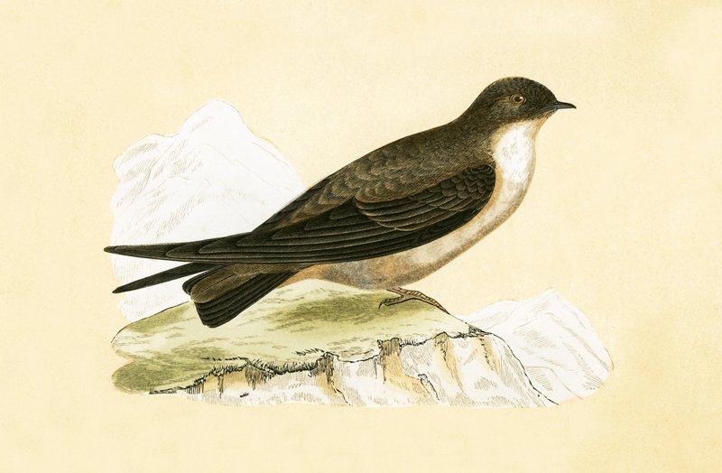 Crag Swallow, illustration fra 