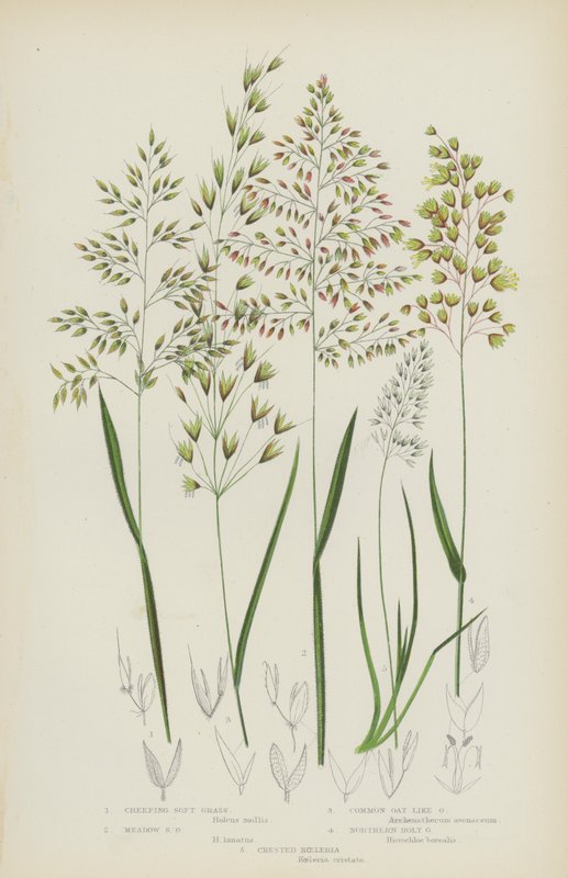 Krybende blødt græs, engeblødt græs, havrelignende græs, nordligt hellig græs, Crested Koeleria (farve litho) af English School