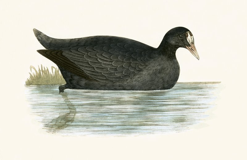 Crested Coot, illustration fra 