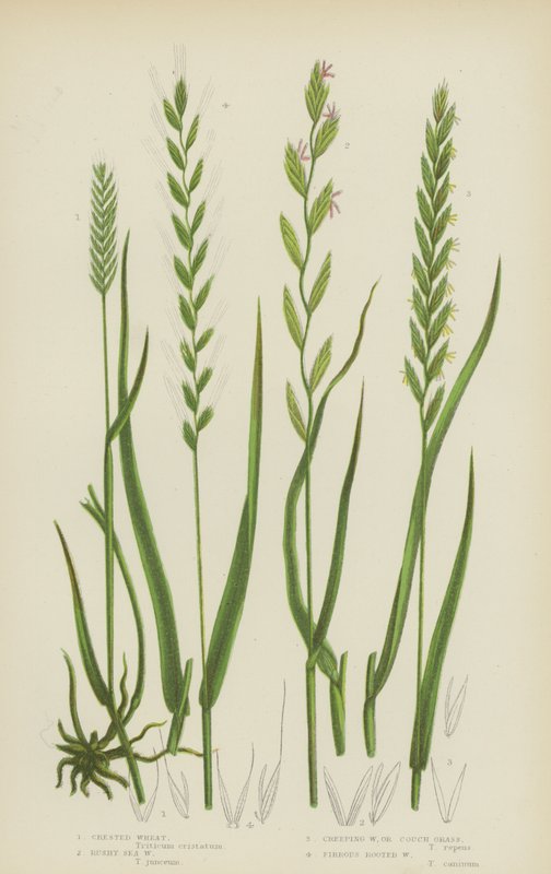 Crested Wheat, Rushy Sea Wheat, Creeping Wheat eller Couch Grass, Fibrøs Hvede (farve litho) af English School