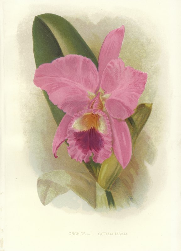 Crimson Cattleya af English School