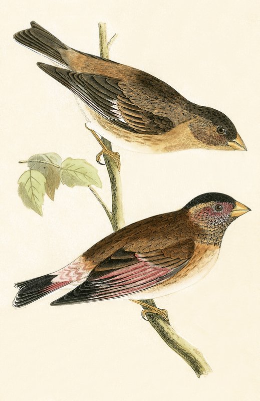 Crimson Winged Grosbeak, illustration fra 