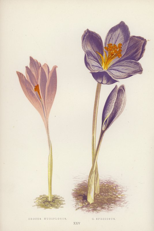 Krokus Nudiflorus; C Speciosus (farve litho) af English School