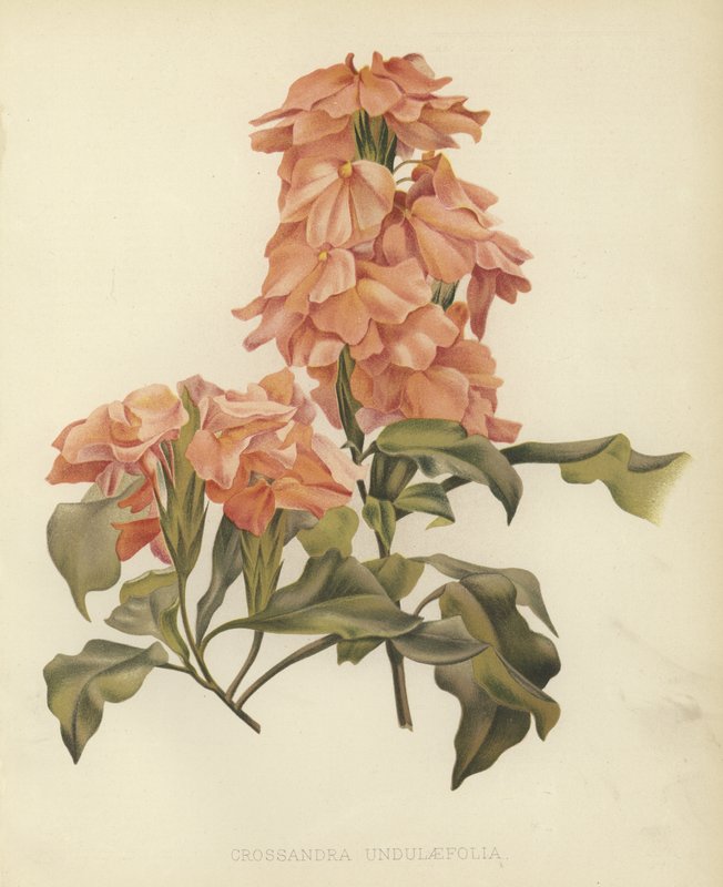 Crossandra undulaefolia af English School