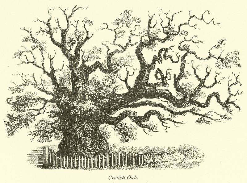 Crouch Oak  af English School