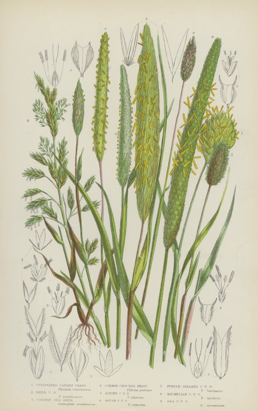 Kultiveret kanariegræs, rørkanariegræs, almindelig havrør, almindelig kattehalegræs (farve litho) af English School