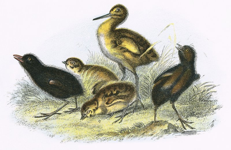 Curlew, Land Rail, Agerhøne og hedehøne (med uret) af English School