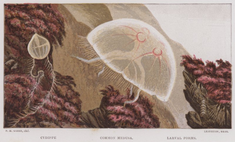 Cydippe, almindelig medusa, larveformer (farve litho) af English School