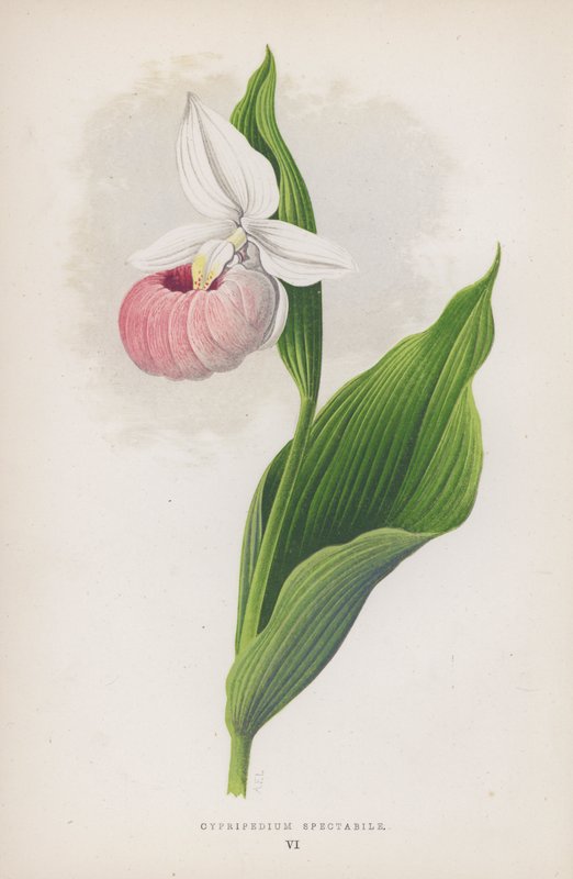 Cypripedium Spectabile (farve litho) af English School