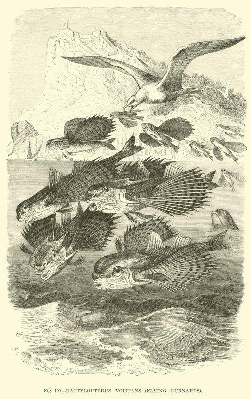 Dactylopterus Volitans, Flying Gurnards  af English School
