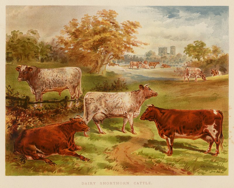Dairy Shorthorn Cattle (farvelitografi) af English School