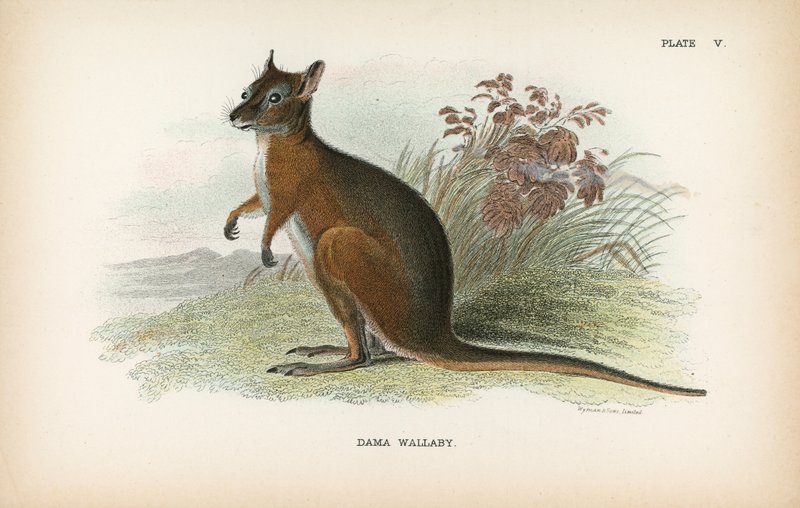 Dama Wallaby af English School