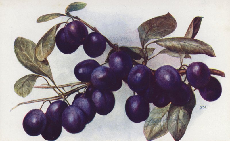 Damson, "The Merryweather" (farvelitografi) af English School