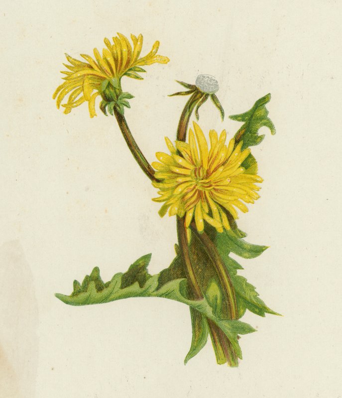 Mælkebøtte, Leontodon Taraxacum (farve litho) af English School