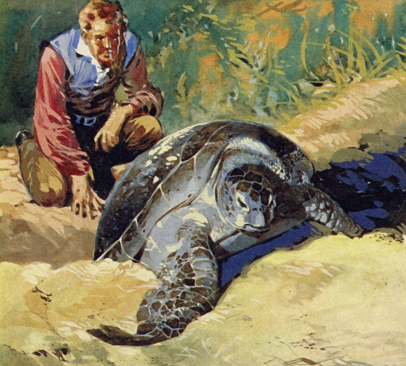 Darwin undrede sig over, hvorfor de gigantiske skildpadder på Galapagos-øerne var forskellige på hver ø af English School
