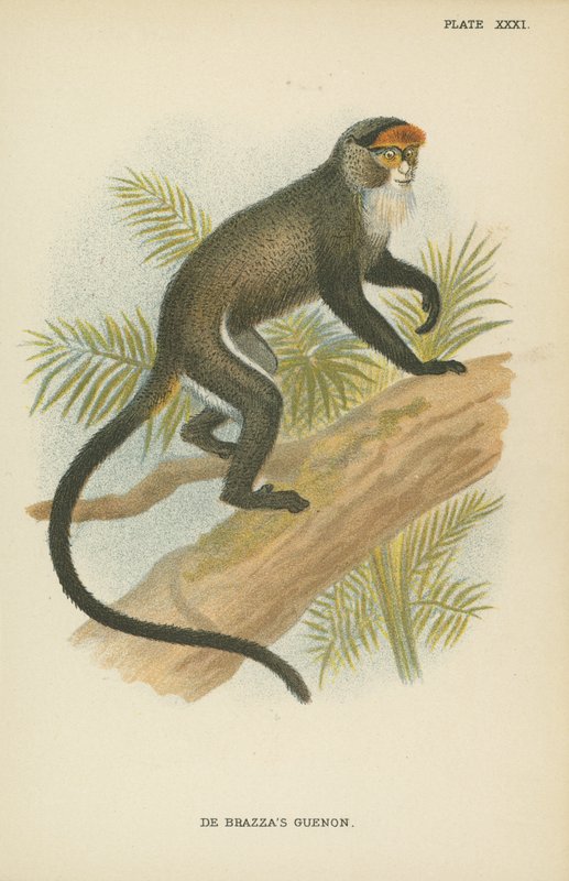 De Brazzas Guenon af English School