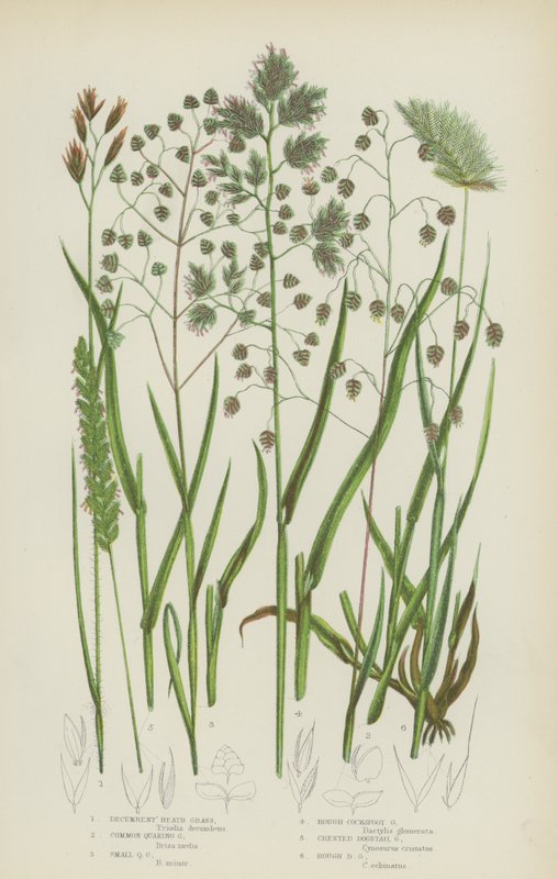 Decumbent Heath Grass, almindeligt skælvende græs, små skælvende græs, groft hanefodsgræs (farve litho) af English School