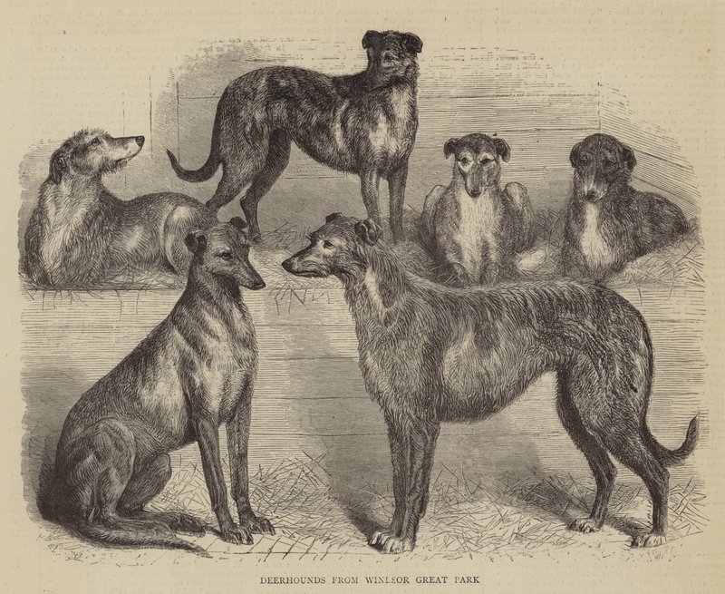 Deerhounds fra Windsor Great Park (gravering) af English School