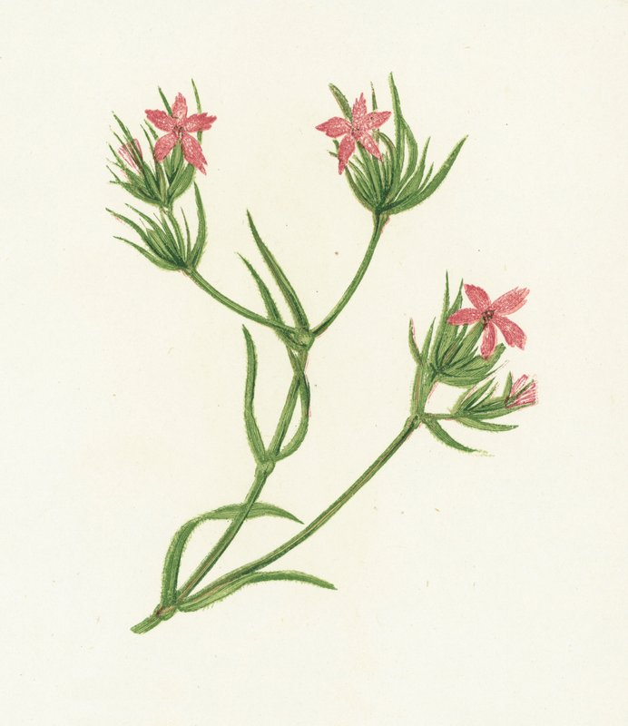Deptford Pink, Dianthus Armeria af English School