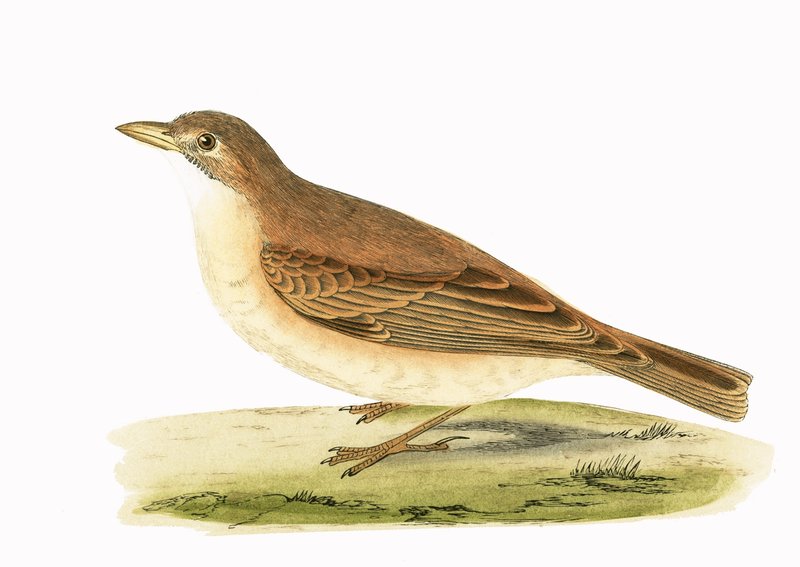 Desert Lark, illustration fra 