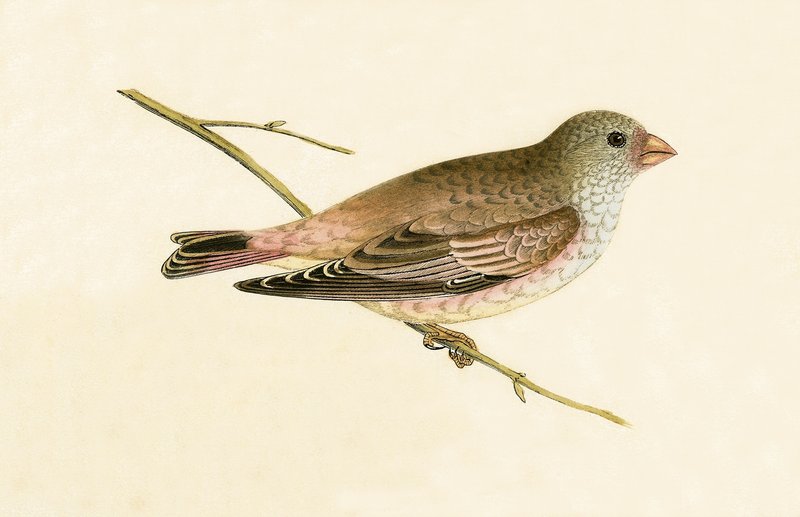 Desert Trumpeter Bullfinch, illustration fra 