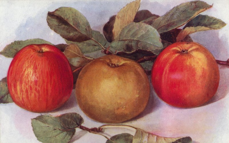 Dessertæbler (farve litho) af English School
