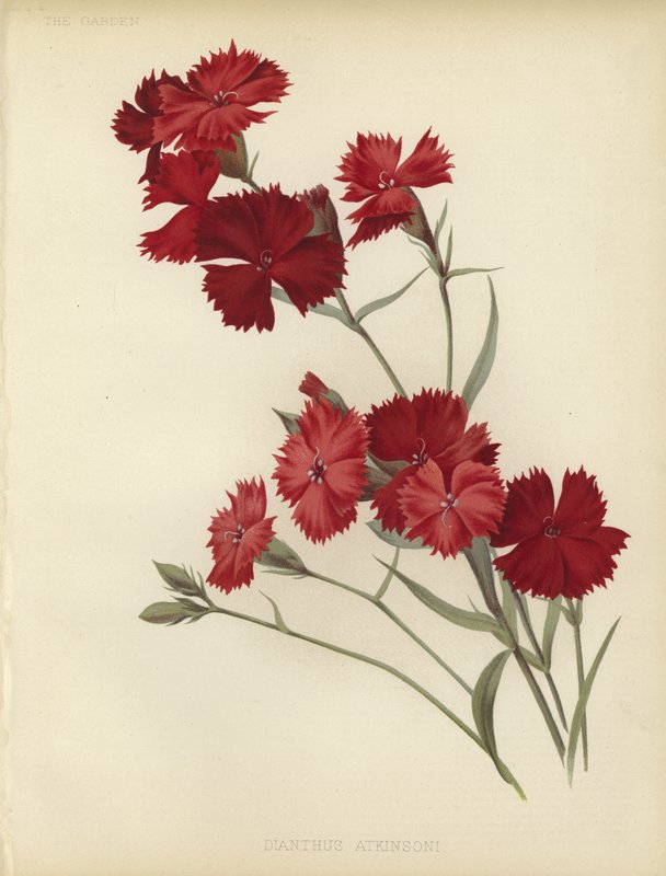Dianthus Atkinsoni af English School