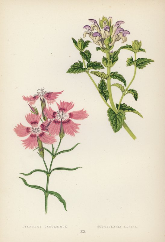 Dianthus Caucasicus; Scutellaria Alpina (farve litho) af English School