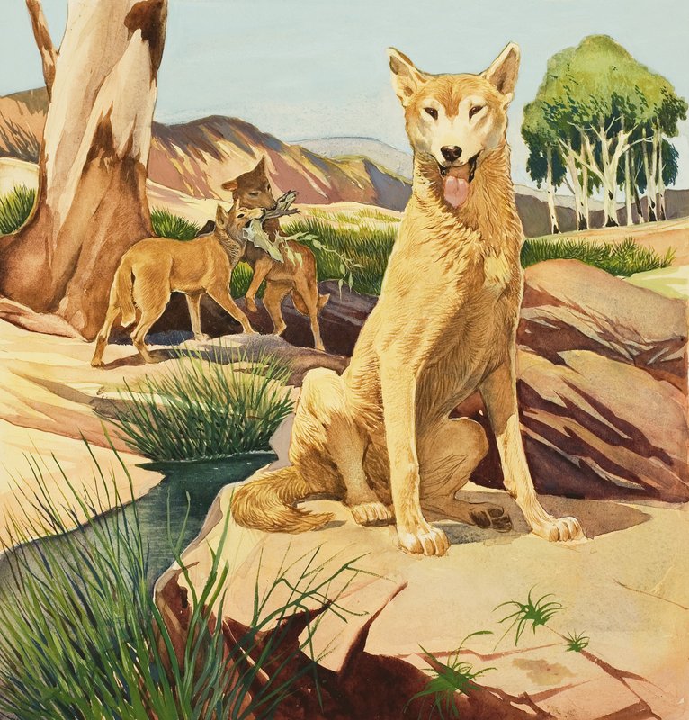 Dingo af English School