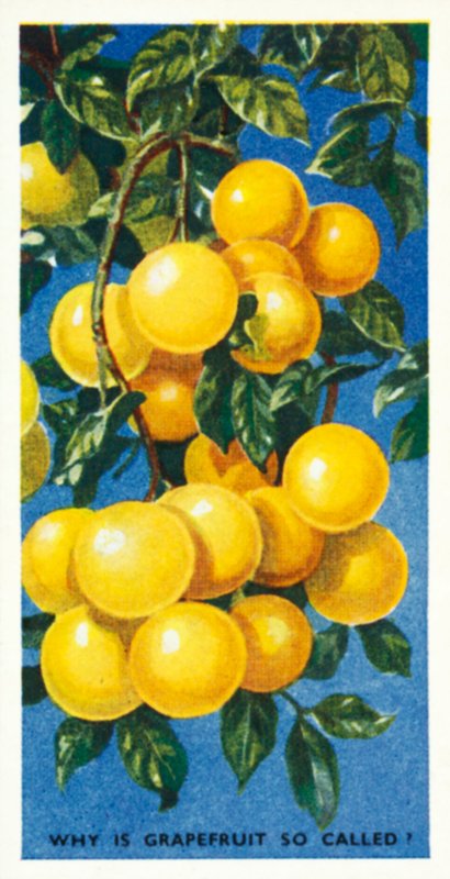Ved du det Hvorfor hedder grapefrugt det (farvelitografi) af English School