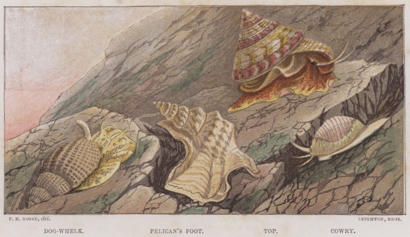 Hundesnegl, Pelikanfod, Top, Cowry (farve litho) af English School