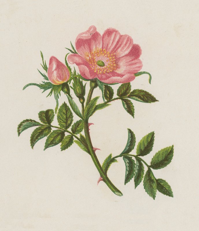 Hunderose, Rosa Canina (farve litho) af English School