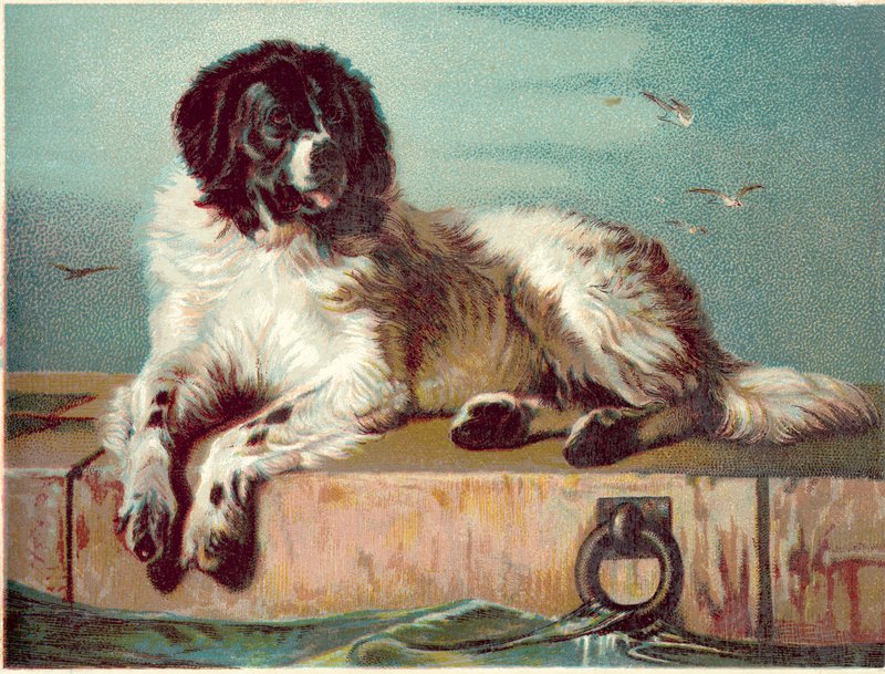 Hund sidder på kanten af havet (chromolitho) af English School