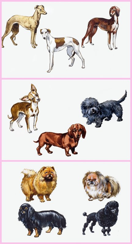 Hunde montage af English School