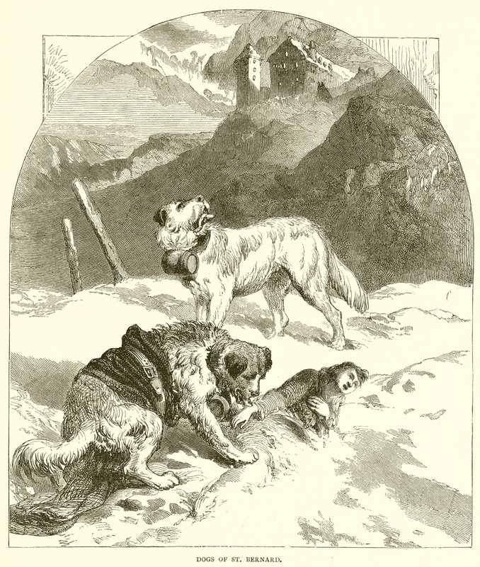 St. Bernards hunde af English School