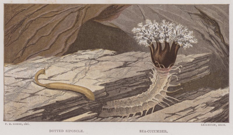 Stiplet siponkel, søagurk (farve litho) af English School