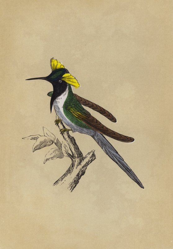 Dobbeltkammet kolibri (farve litho) af English School