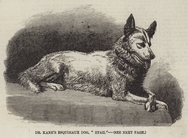 Dr. Kanes eskimohund, "Etah" (gravering) af English School