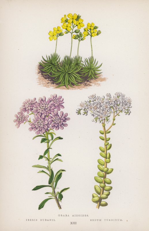 Draba aizoides; Iberis bubanii; Sedum turgidum (farvelitografi) af English School
