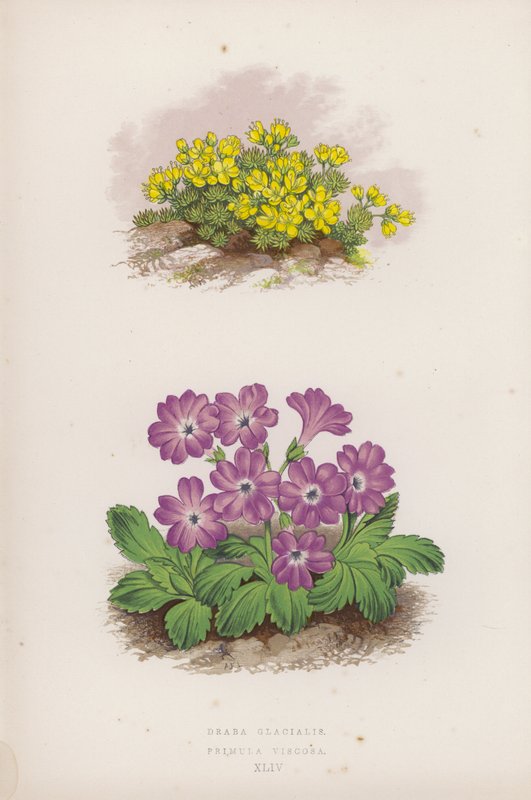 Draba Glacialis; Primula Viscosa (farve litho) af English School