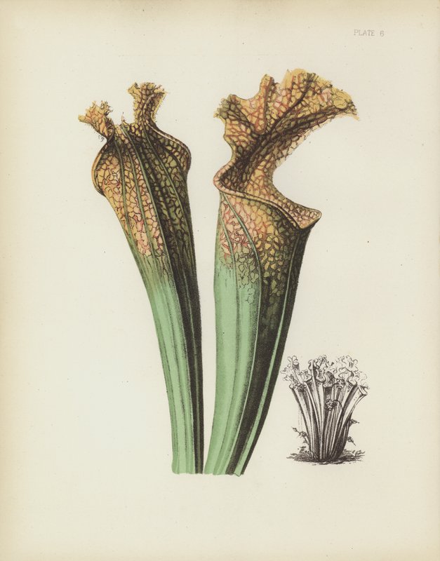 Drummonds sidesadelblomst, Sarracenia Drummondii af English School