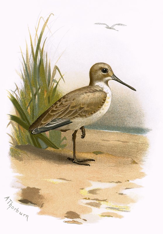 Dunlin af English School